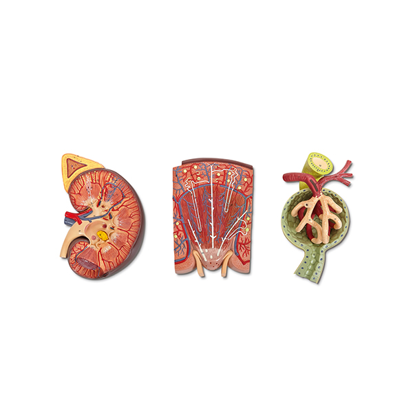 Human Kidney, Nephron and Renal Corpuscle Model